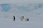 Der Kaiser unter den Pinguinen