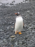 Gentoo-Pinguin