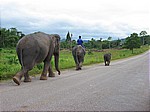 Elefantenfeierabend