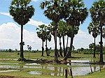 Kambodschanische Landschaft